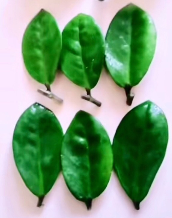 金钱树长得快、蹿新芽，注意一个问题，叶子绿得冒油！