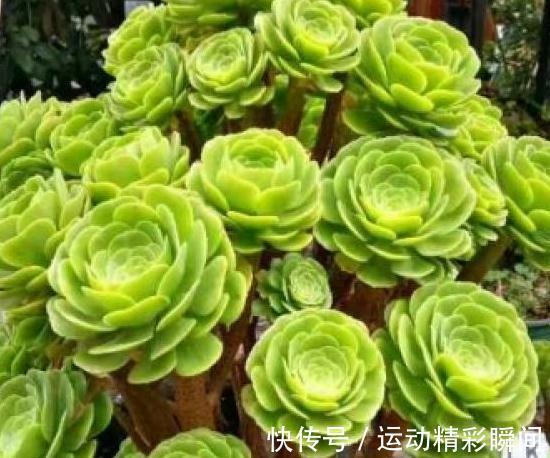 养多肉这些法师一定要养,便宜又好看,关键是新手也能养出状态