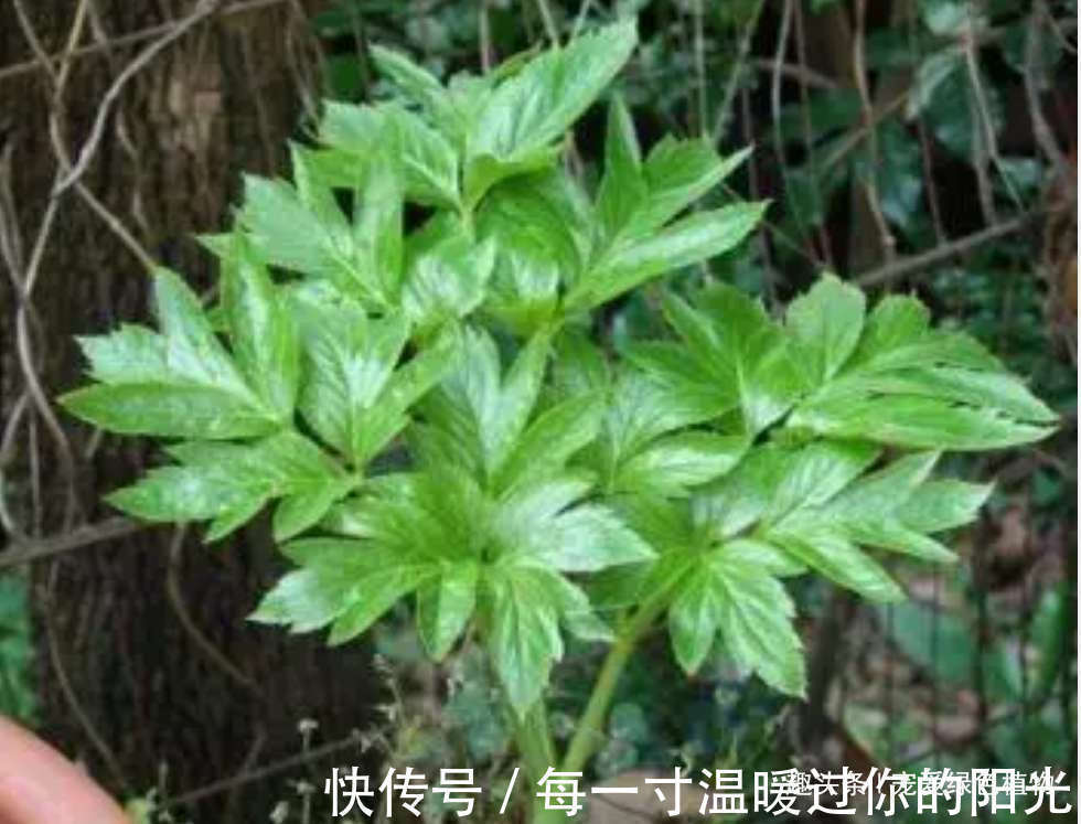 小花|人称“长寿草”,能“解毒,降三高”,家里种1盆,常吃身体好!