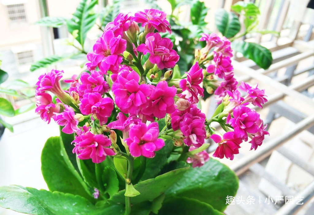 两种溶液混着用，长寿花“疯了”一样开花