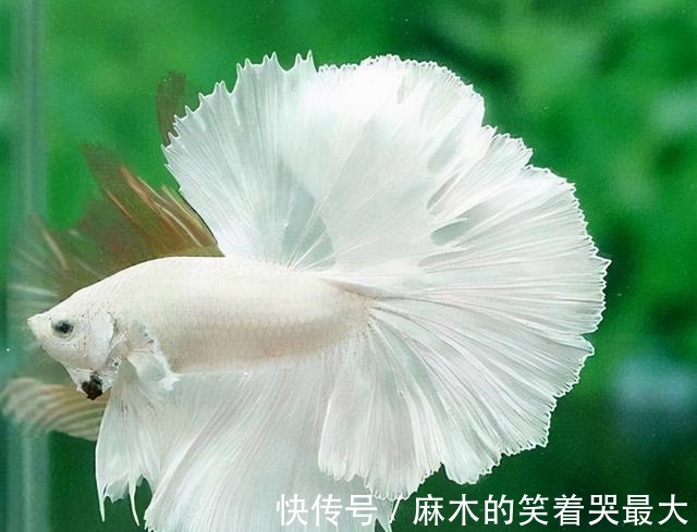 为什么你的鱼总是不断死去什么原因如何预防!