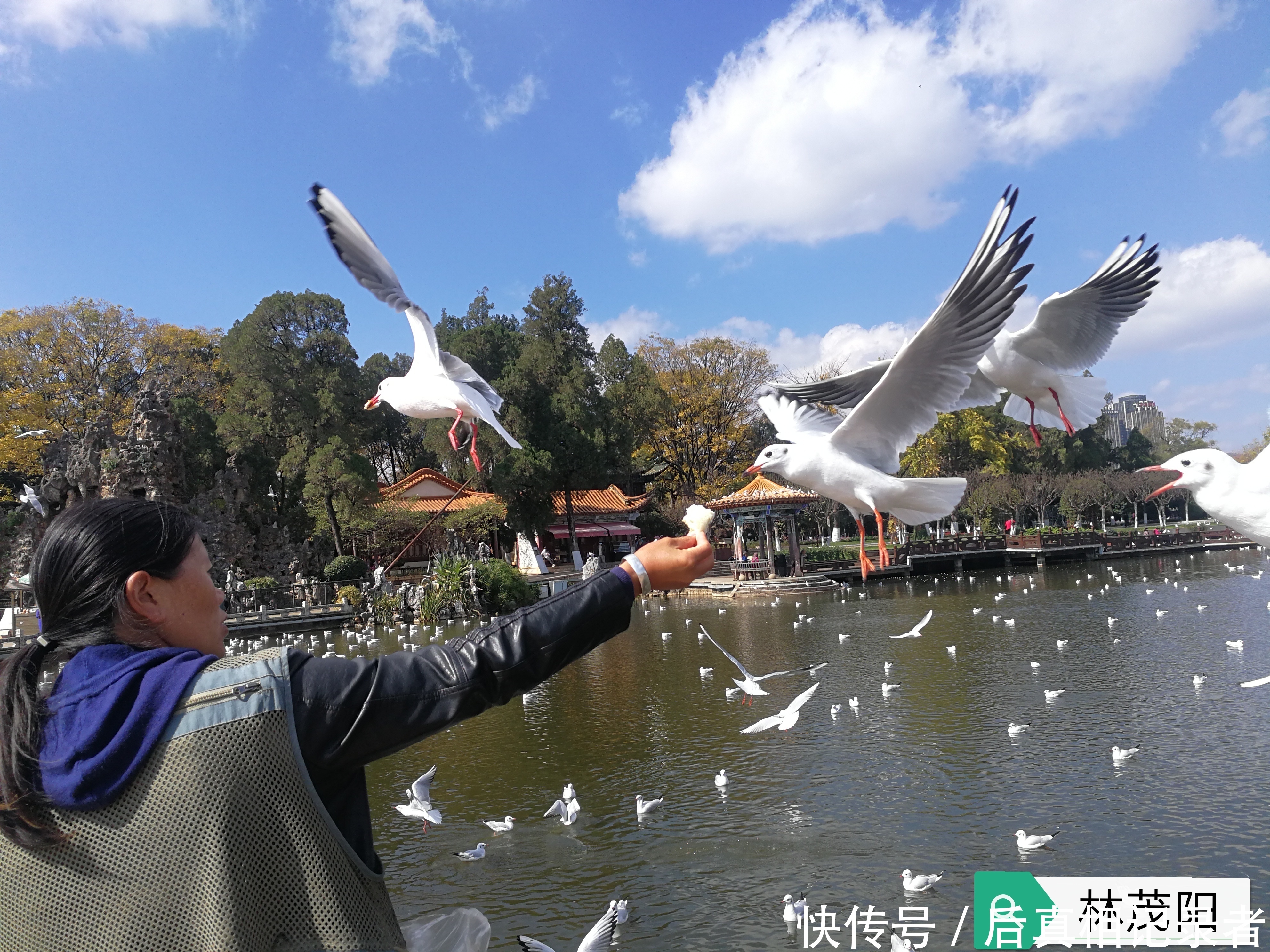 海鸥与人的和谐场面