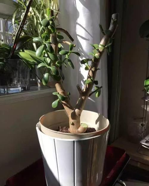 养了20年的玉树，杆子比大腿还粗，满树白花跟下雪了一样