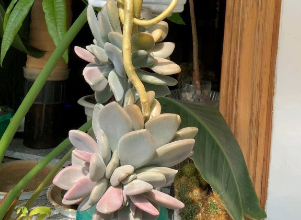 春季养多肉，先用水催养，再控成大老桩，还不信多肉不出悬挂老桩