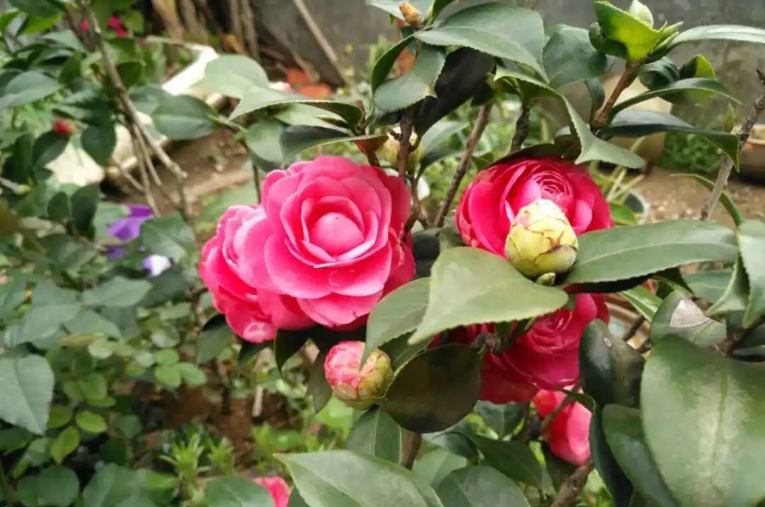 花养成光杆司令,别扔了、还有救,3天起死回生!