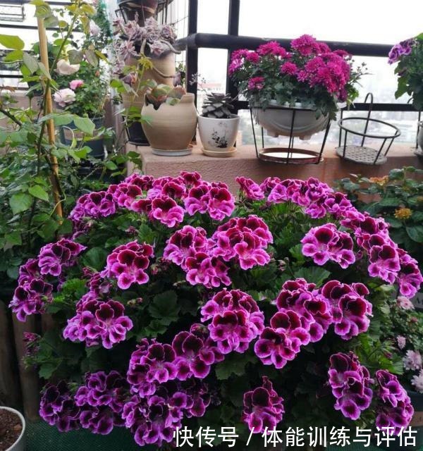 他痴迷养花,露台养了100多盆花,盆盆美爆,惊艳全小区!