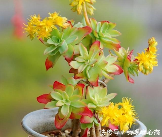 多肉薄化妆养护注意4点,叶色呈现靓丽的粉红色