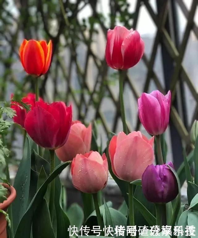 两个孩子的妈妈,利用空闲时间,在露台打造出一片花的海洋