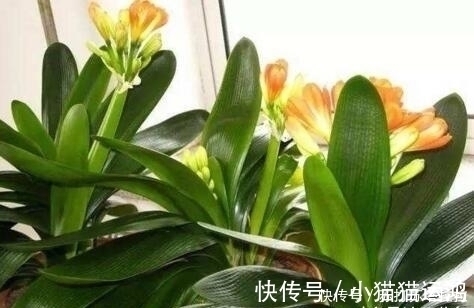 柳树枝|天冷了,给君子兰浇上“2种水”,一年能窜“3对叶”,花也开得多