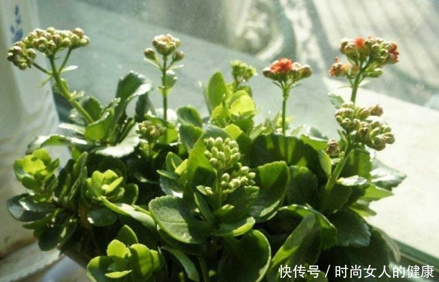 别再养绿萝、吊兰了,换上3种盆栽,既能观叶赏花又有益健康!