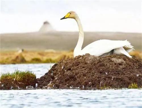 中国最美六大沼泽湿地,养在深闺无人识,去过的都惊叹不已
