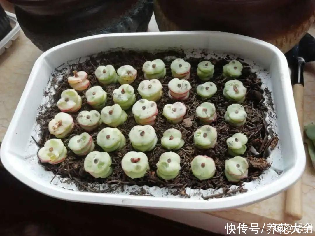 生根|6种花夏天扦插，枝条剁8段、撒土里，3岁小孩都能插活