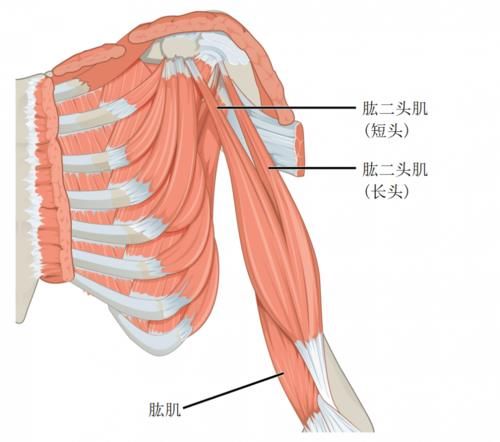 冈下肌|上肢肌肉的解剖，功能、起止点，介绍！（干货收藏）