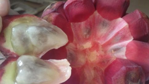  味道|公认“最难吃”的4种水果，我一种都没吃过，全吃过敬你是条汉子