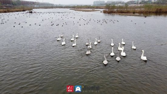 ④：初冬的白鹭湾湿地公园碧波荡漾生态美|瞰见日照·湿地之美| 日照市自然资源和规划局