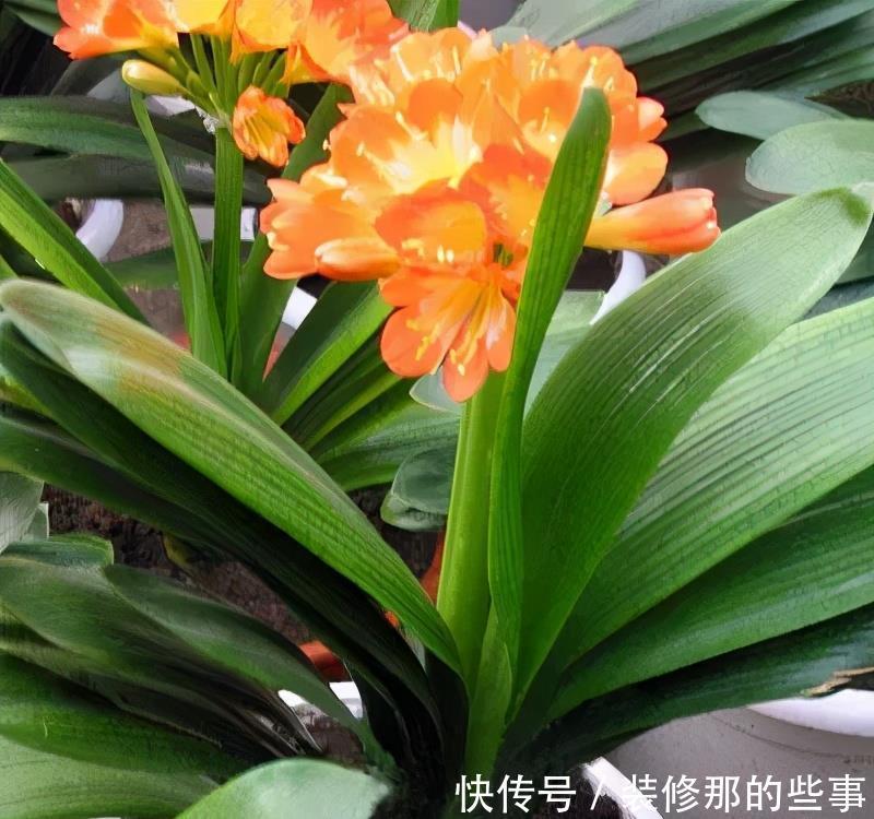 秋天|4种花6月开始“夏眠”，少浇水别施肥，睡饱了才能安全度夏