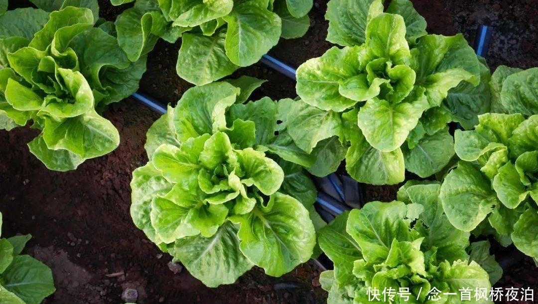 想有个菜园,余生低头种菜,抬头看花...