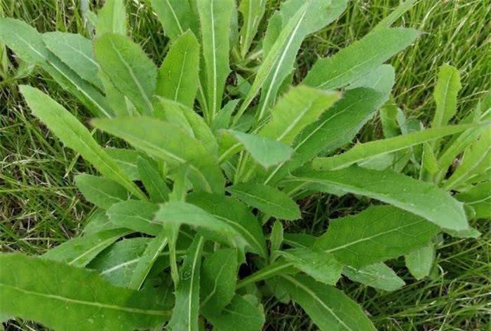 贫血|它又苦又臭,却被当成宝,能清热解毒,还能防治贫血