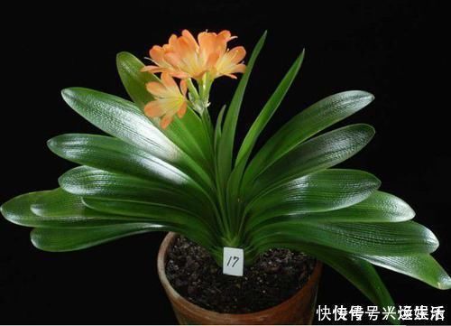 养护|君子兰这样养护，一年开两次花也不是不可能