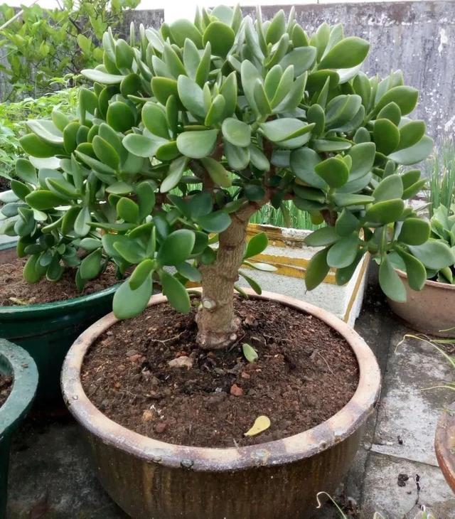 吉祥|8种“丑花”,个个都有好兆头,家里养几盆,镇宅吉祥,越养越爱