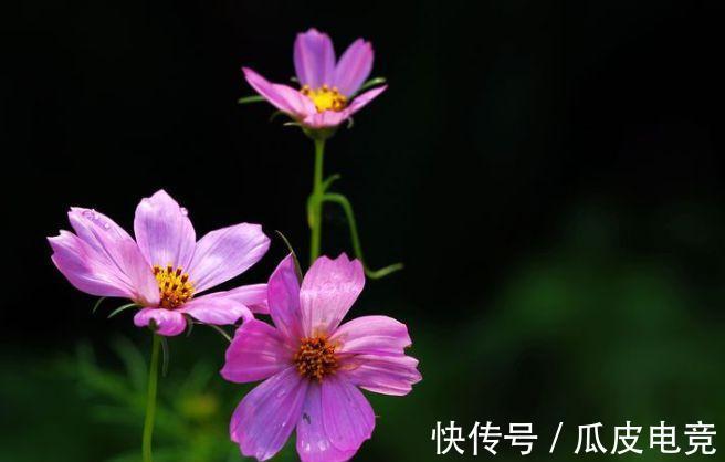 农历9月25日霜降后,养什么花?以下3种花,金玉满堂吉祥如意