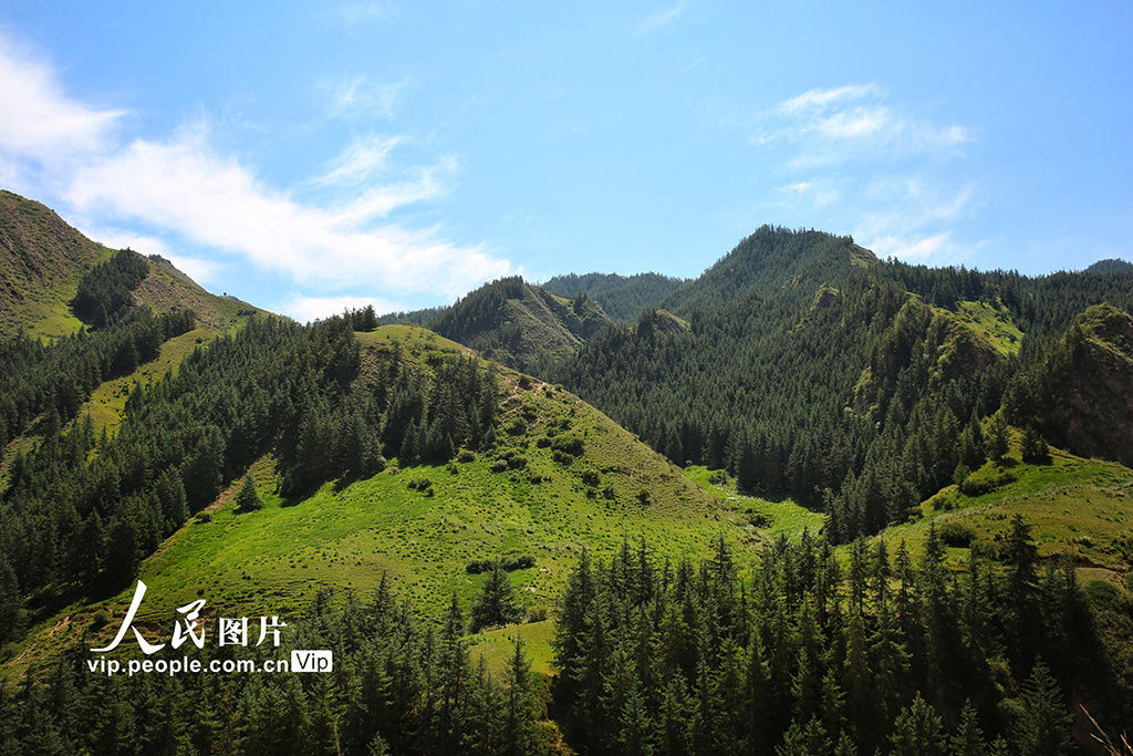 松材线虫|甘肃张掖：祁连山的守护者