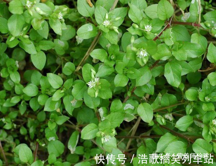 鹅肠菜|以前喂猪的野菜,如今竟成了保健菜,好吃又营养,很多人不了解