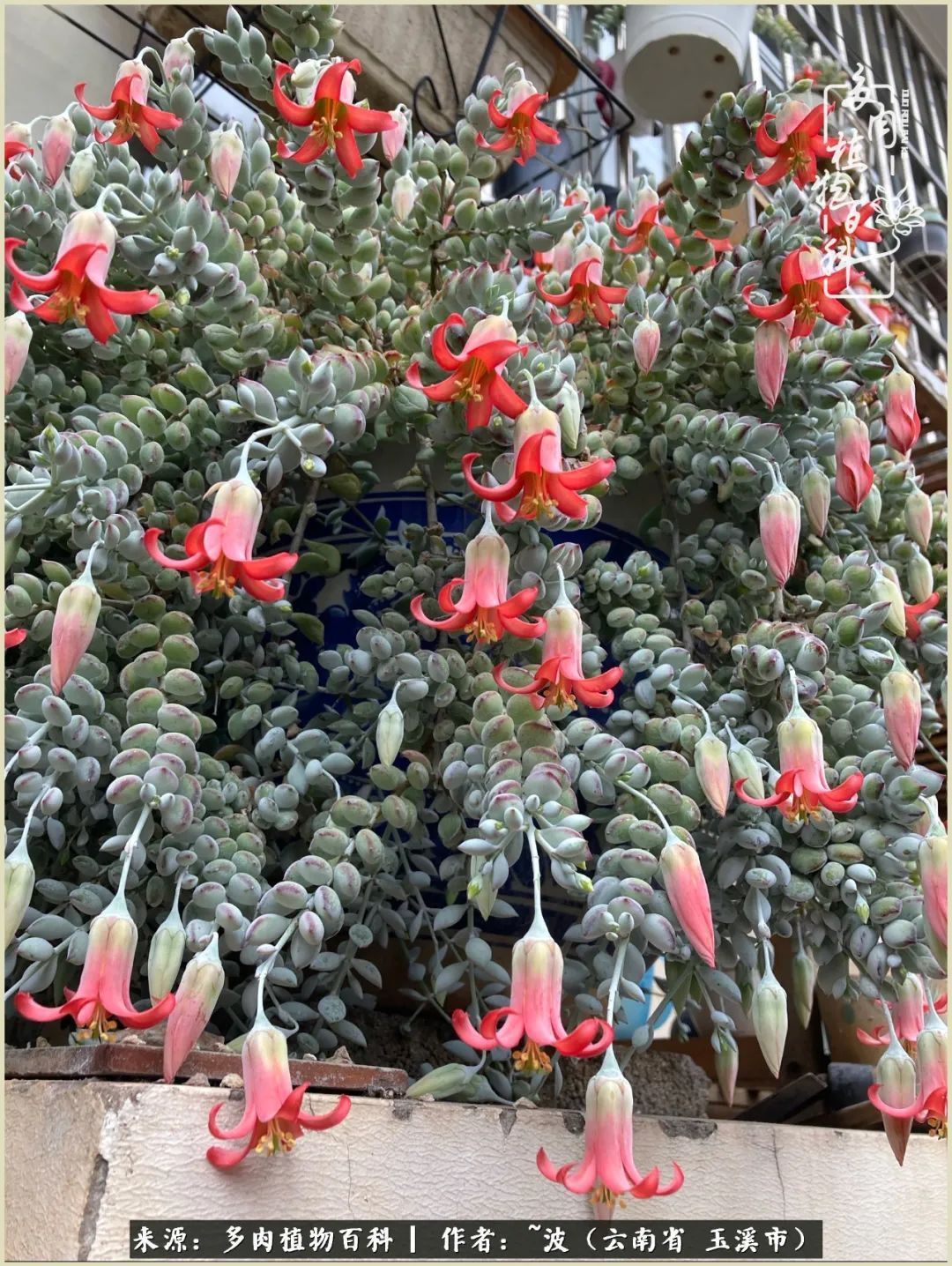 多肉|遇见即美,花事未荼蘼!种一桌子多肉,看花开花落!