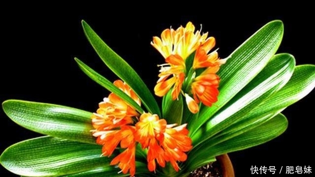 家里养这几种植物的,万万要记得放这几样东西,保证越长越好