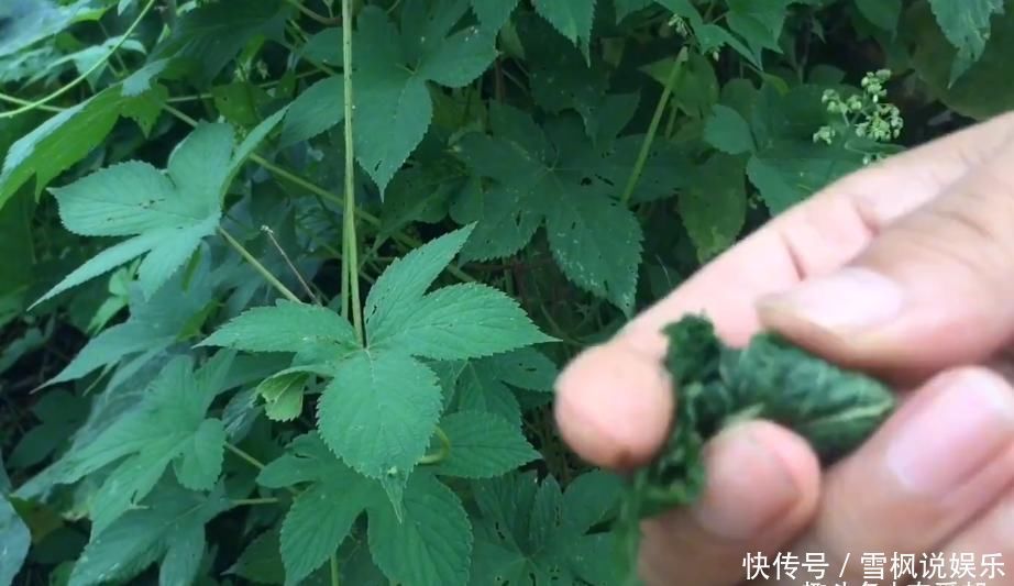 这种让农民十分讨厌的野草，懂得人当宝不懂得人当草！