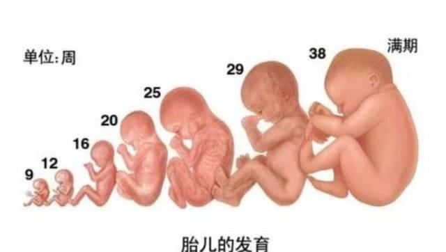 孕38周B超显示胎儿只有35周大,医生说生长受限,该如何补救