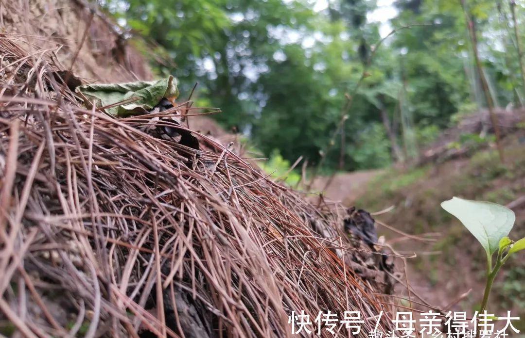 兰菌|松针土的秘密，不在松针，也不在土，很多人种植兰花都用错了