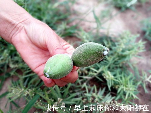 小野|这种野果在城市里想买都买不到,据说这种果实可以胜过生奶!