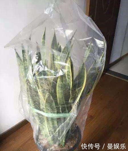 养虎尾兰，有一个“重点”，轻轻松松养爆盆，侧芽多，养10几年