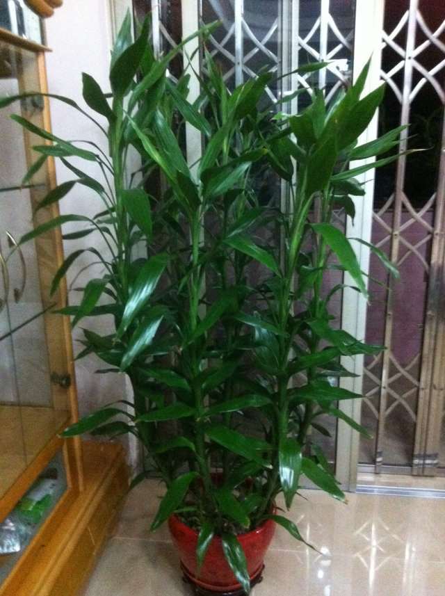 富贵竹不生根这种“液体”泡10天,冒出一圈小白根,再不黄叶