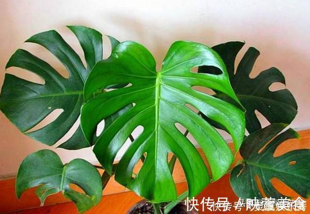 还用柳树皮、阿司匹林养花？聪明人都用“一种东西”，养啥都爆盆