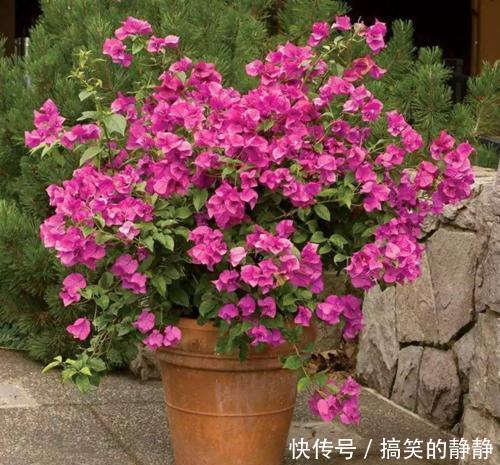 浇水|冬天养三角梅,避免3个错误,安全过冬,憋出新芽,养成繁花老桩