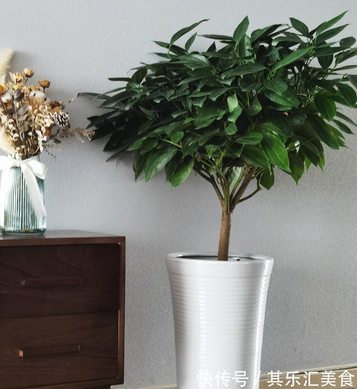 有3种花,花开满室很好打理,名字很吉祥喜庆能净化空气