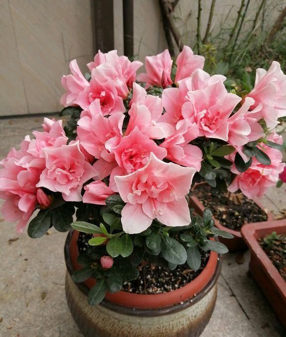 药片|过期小药片不要丢,尤其是这3种,用来养花,生根快开花多