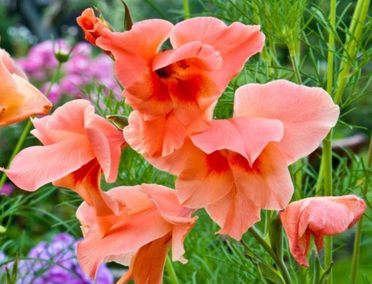 5种花好养又漂亮,清新脱俗,是懒人最爱