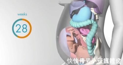 快速增长|怀胎十月,胎儿把妈妈的内脏挤哪去了?十张过程图带你了解