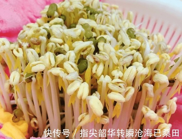 脆嫩|刚知道,原来发豆芽真简单,3天就能吃,脆嫩新鲜,比买的还好