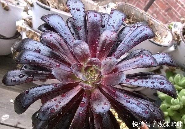 老桩|养黑法师,这个细节别忽视,10个月养成“老桩”,价值增1倍!