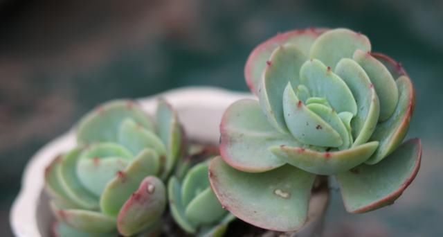 烂根|新手养多肉,教你“几招”,个个长得旺,远离烂根、化水