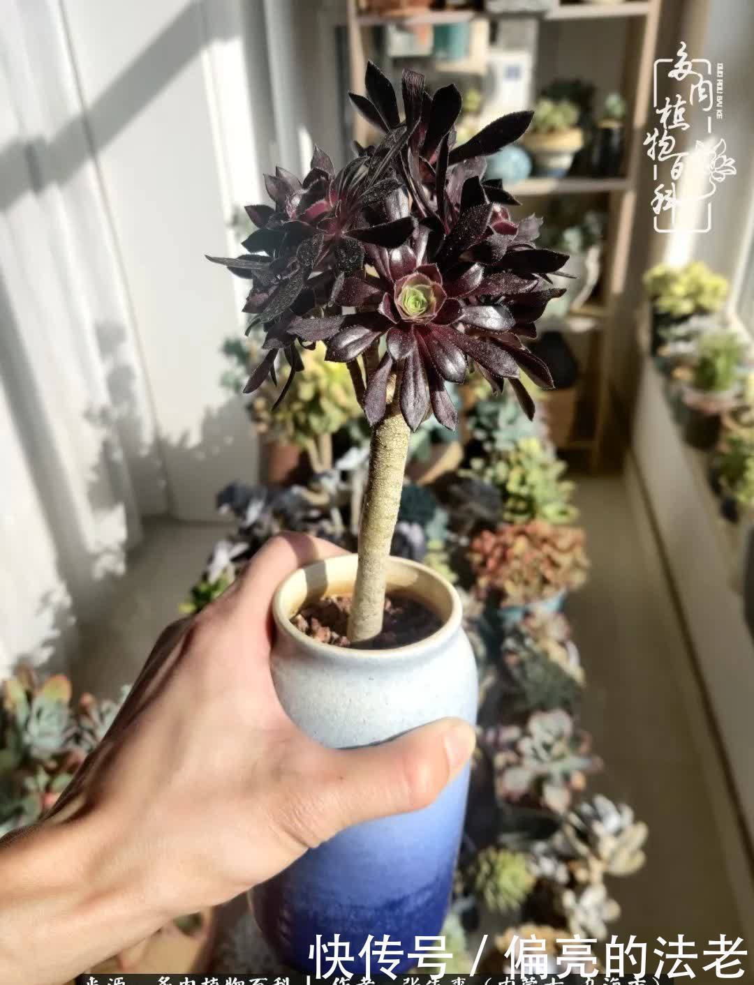 吸取教训,不断探索,英语老师的多肉碎碎念!