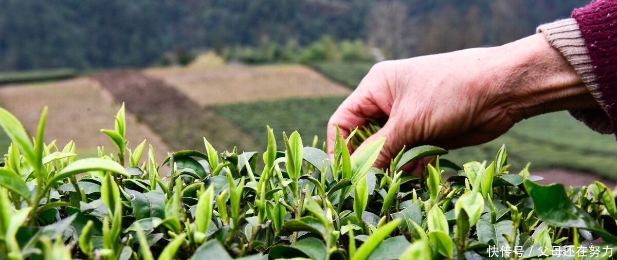  好茶的标准是什么？什么样的茶才算是好茶？