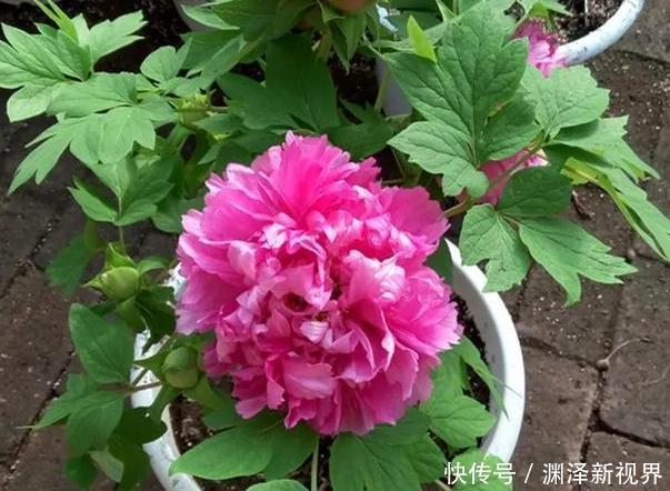 想要在家栽种牡丹花，请牢记3点，花期一到阳台、庭院成花海