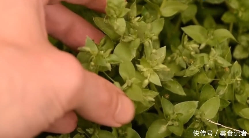 农村|人称“筋骨草”熬汤服用能舒筋活血,农村随处可见城里人不认识