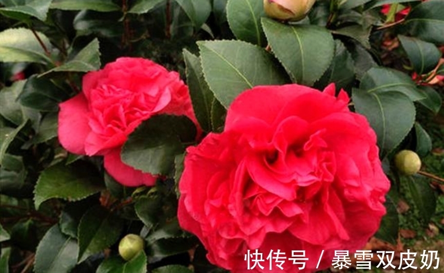 中国人|此花，温度越高越好闻，花色艳丽，花型超大，养护简单适合新手