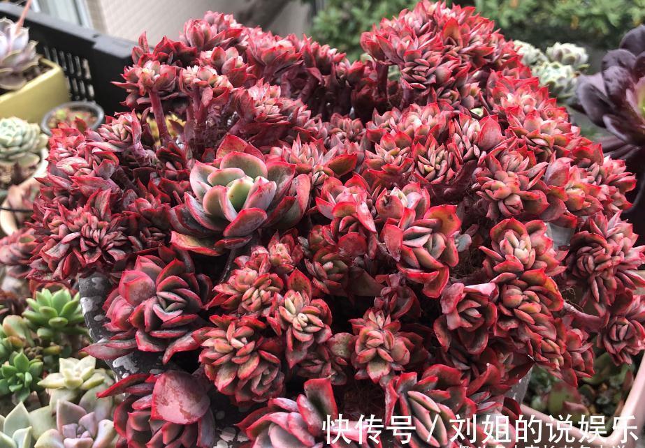 喜欢多肉爆盆的肉友有福了,去入手这8款多肉,个个都是爆头狂魔